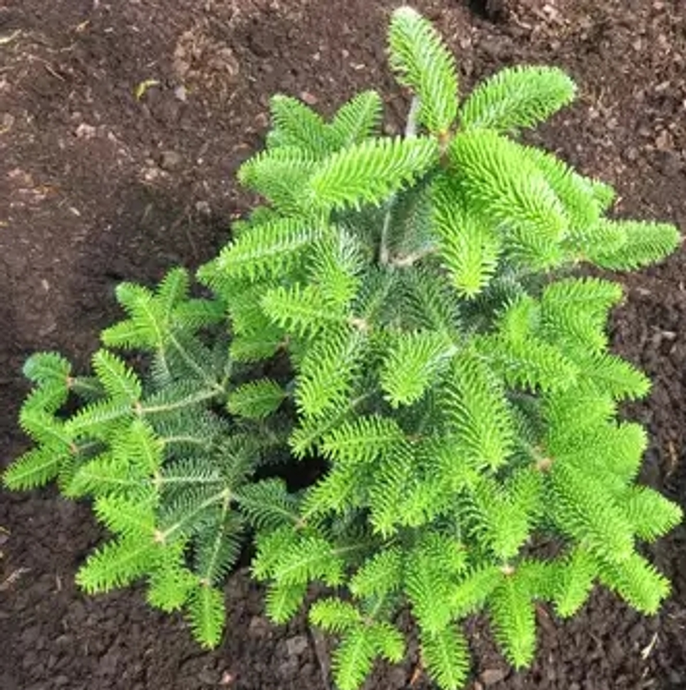 Пихта кефалиннийская Мейерс Дварф С5 20-30