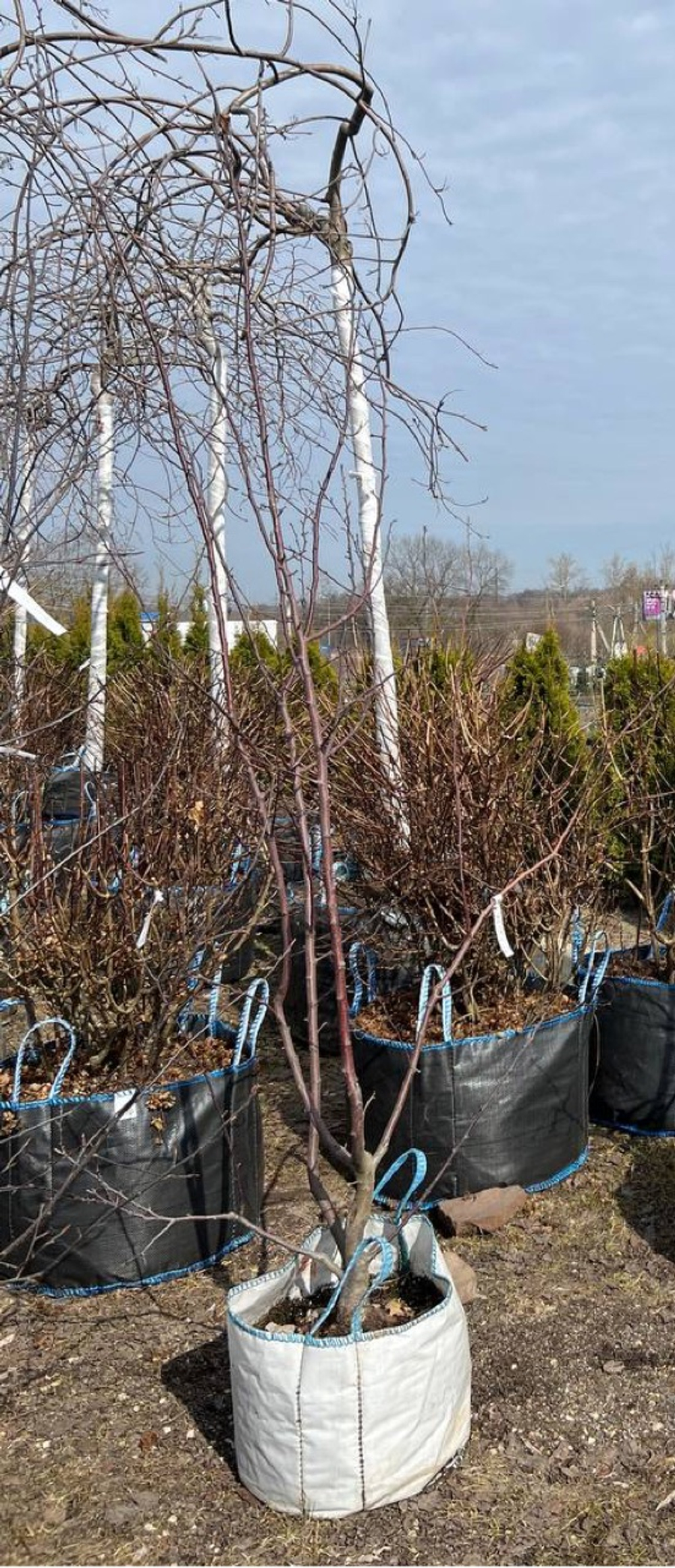 Яблоня декоративная Скарлет (Scarlet) 200-250 см