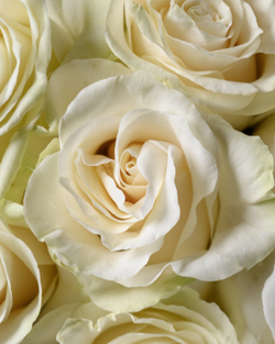 Монобукет белый