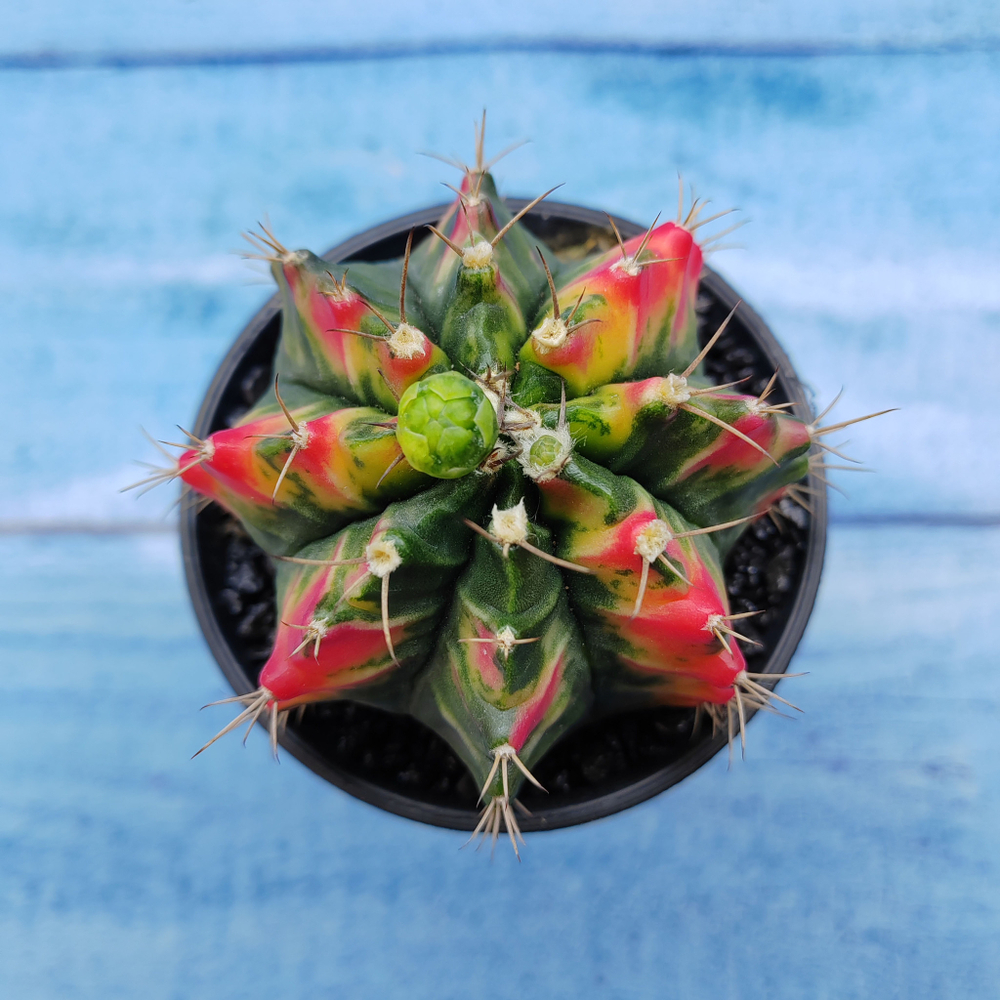Gymnocalycium Variegata (Гимнокалициум Вариегатный)