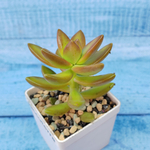 Sedum Nussbaumerianum (Седум)