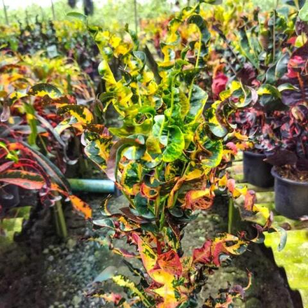 Кротон LAK CHAI