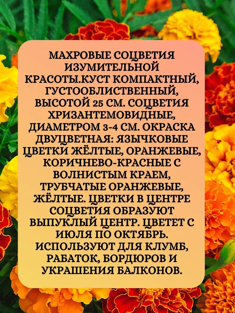 Семена Бархатцы махровые смесь окрасок 2 грамм