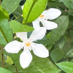 Райтия дизентирийная – Wrightia antidysenterica