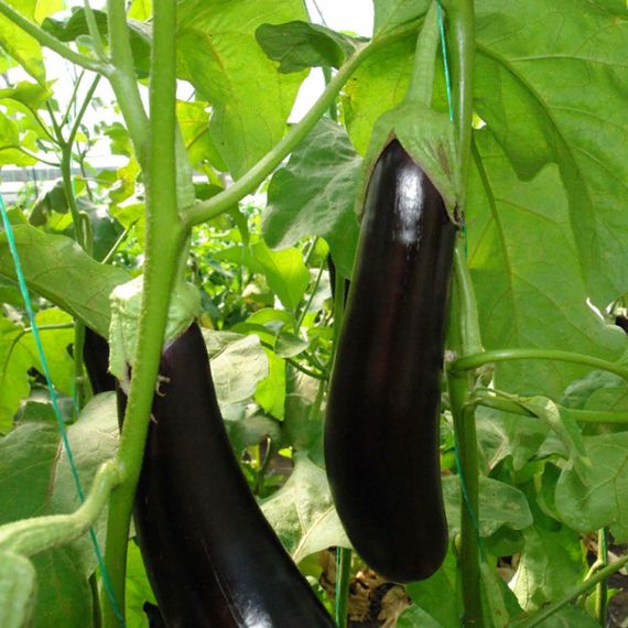 Валентина F1 семена баклажана (Seminis / ALEXAGRO) описание