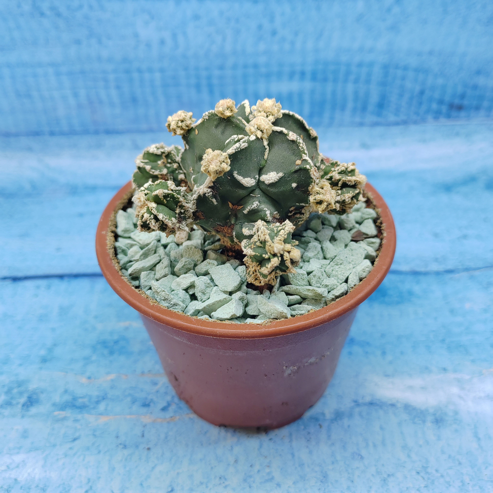 Astrophytum Myriostigma "Hakujo Fukuryu"  (Астрофитум)