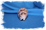 Раковина коллекционная морская Conus kinoshitai, Конус киношитай