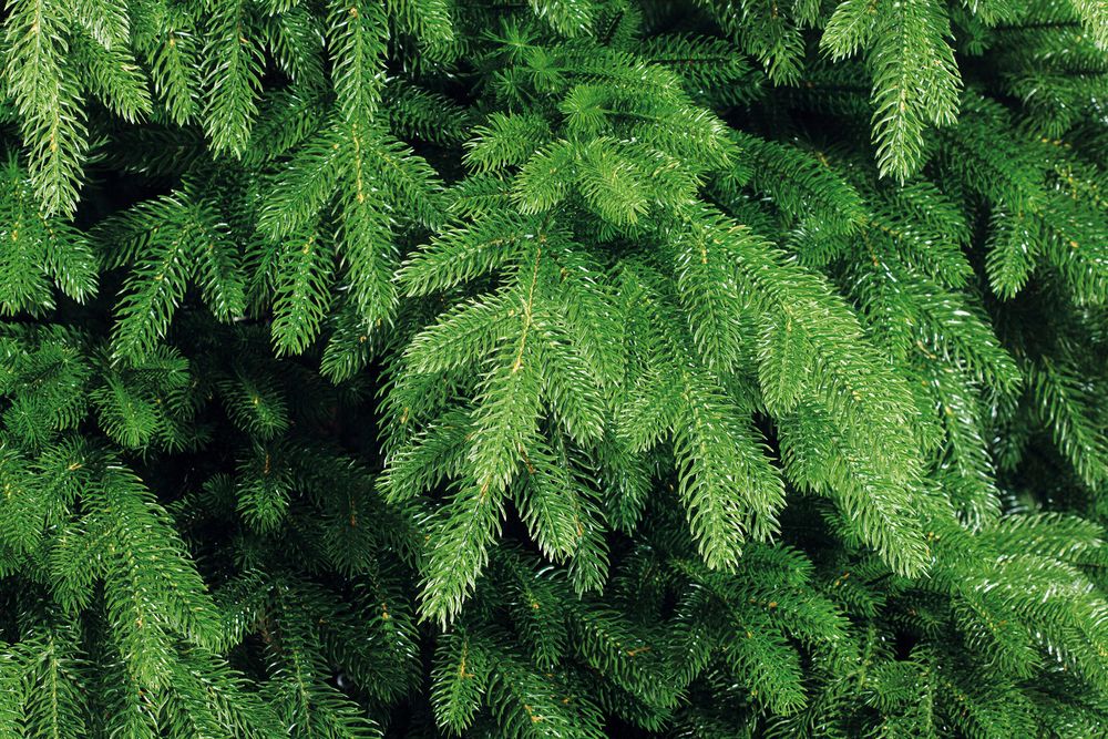 Ель искусственная «Чародейка» (Литая хвоя) 250 см / 2,5 м