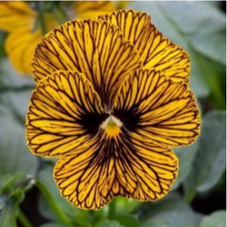 Фиалка рогатая Тигровая жёлтая