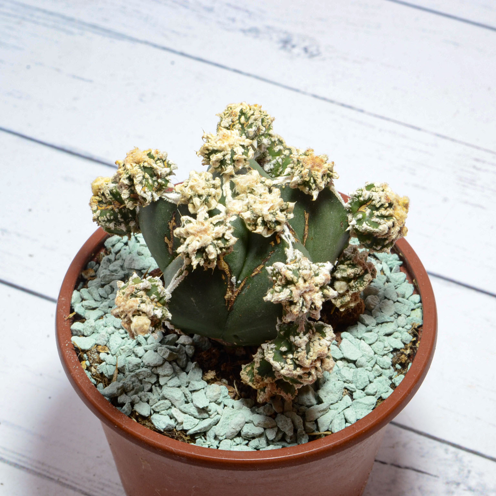 Astrophytum Myriostigma Hakujo Fukuryu (sct29590)