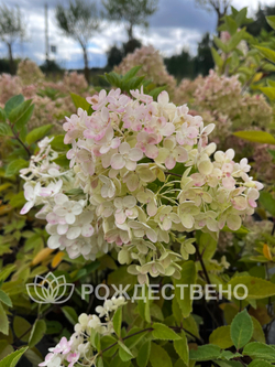 Гортензия метельчатая Бомбшелл