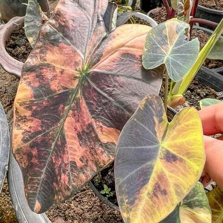 Колоказия ASSADUNG