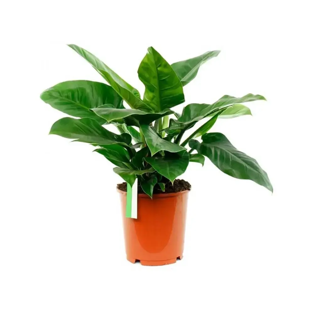 Филодендрон (MIX)