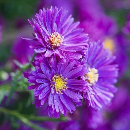 Астра новоанглийская "Purple Dome". Aster novae-angliae "Purple Dome".
