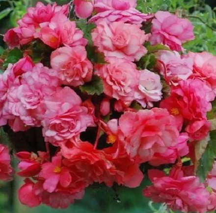 Бегония клубневая Сплендид алфира март-апрель 26