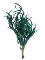 Эвкалипт Николи изумруд