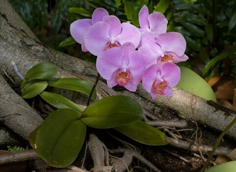 Орхидея Фаленопсис (Phalaenopsis): руководство по уходу, цветению и долгой жизни растения