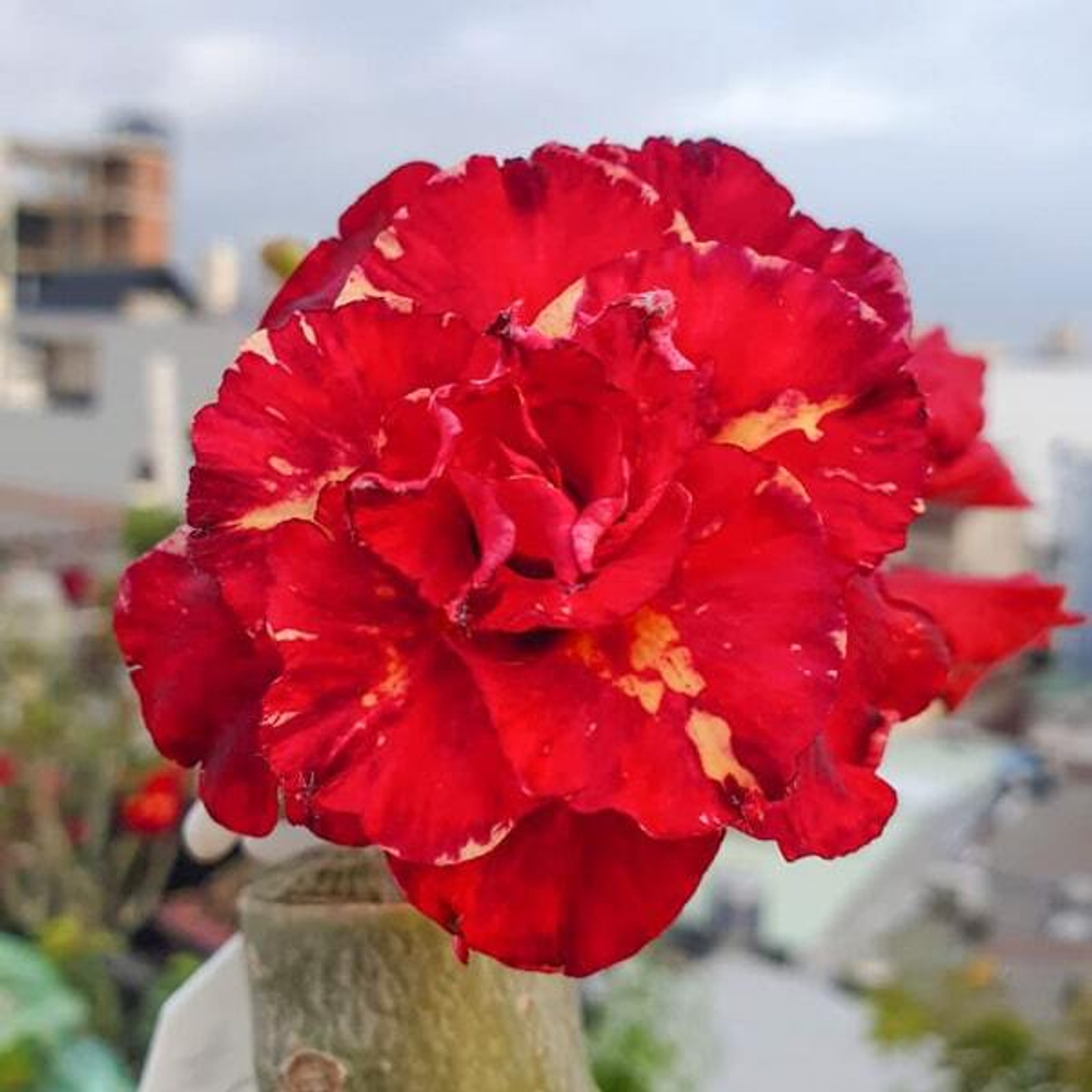 Адениум обесум 315 Hồng Lâu Mộng (X50)