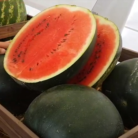 Мулат F1 семена арбуза – фото 2