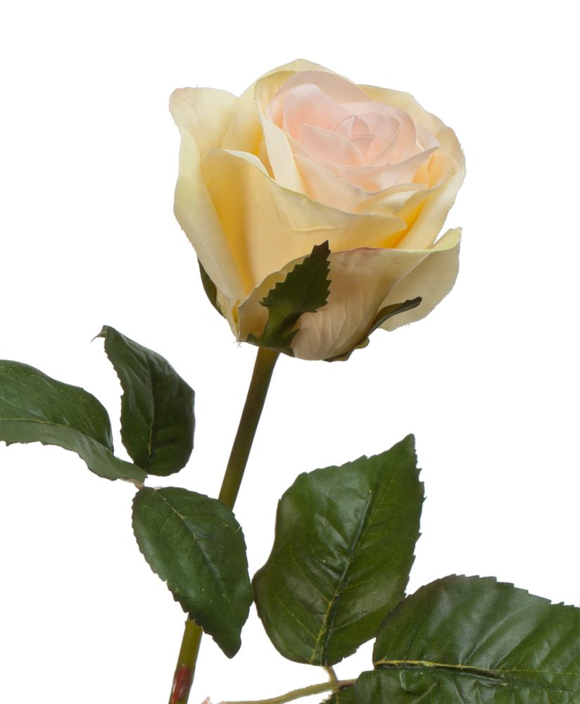 Роза Джулии нежно-персиковая с лимонным