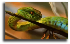 Постер "Изумрудная котиара"