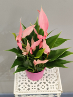 Антуриум Лили