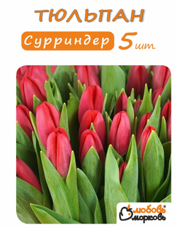 Тюльпан Луковица, Сурриндер, 5 шт