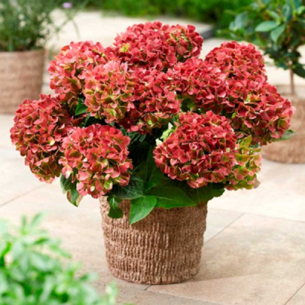 Рембрандт Белла Пич (Rembrandt Bella Pesche) р14 Европа весна 2026 г