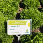 Экзакт семена салата саланова (Rijk Zwaan / Райк Цваан)