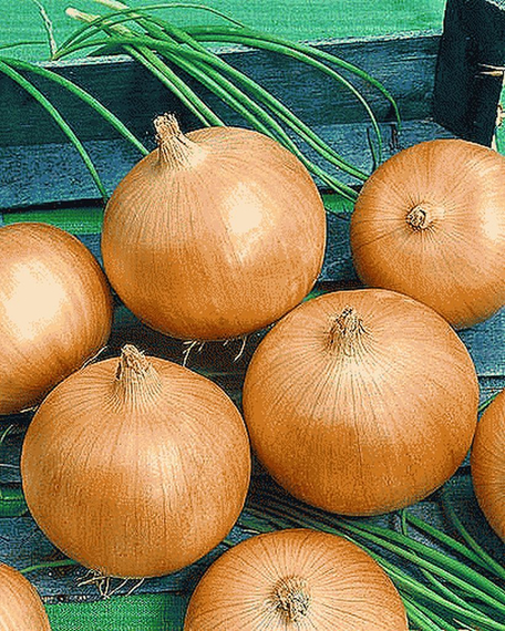 Кремень семена лука репчатого (Гавриш) – фото 2