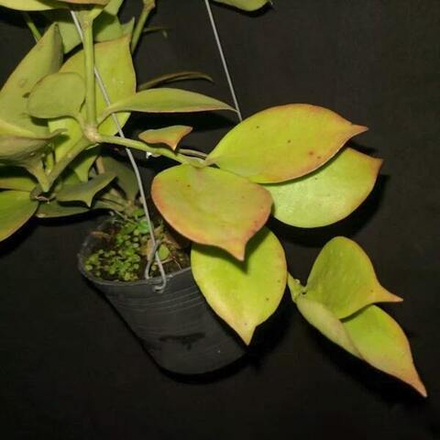 Хойя PSEUDOLITTORALIS