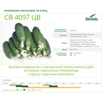 4097 F1 семена огурца партенокарпического (Seminis / Семинис)