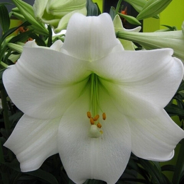 Лилия Трубчатая Конкордия