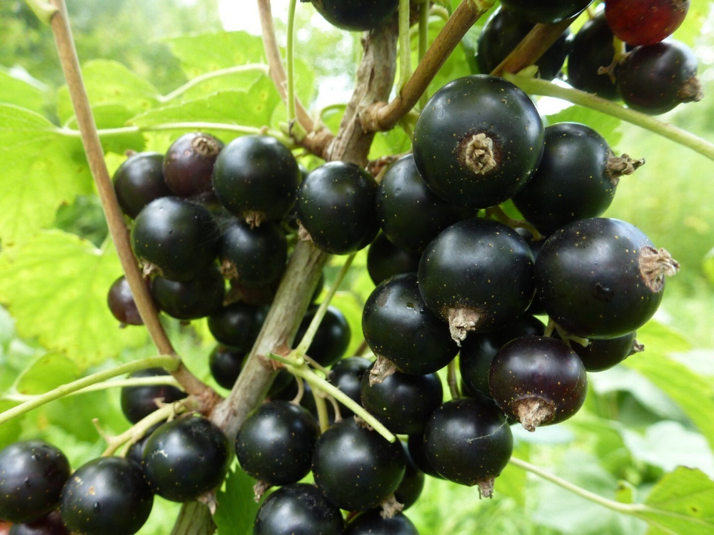 Саженцы смородины черной Зелёная Дымка