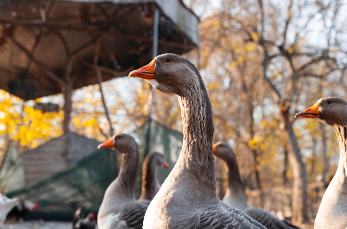 Преимущества российских чучел перед импортными аналогами