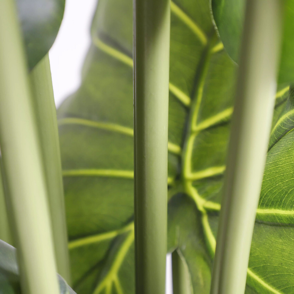 Алоказия 210 см.