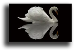 Постер "Лебедь в отражении"