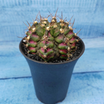 Gymnocalycium T-Rex Pink hybride (Гимнокалициум T-rex)