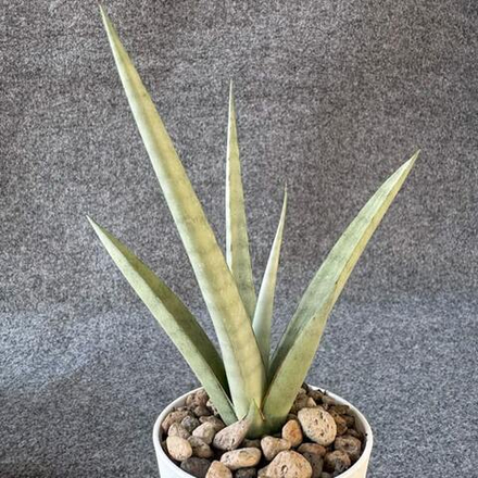 Сансевиерия VIRANDA