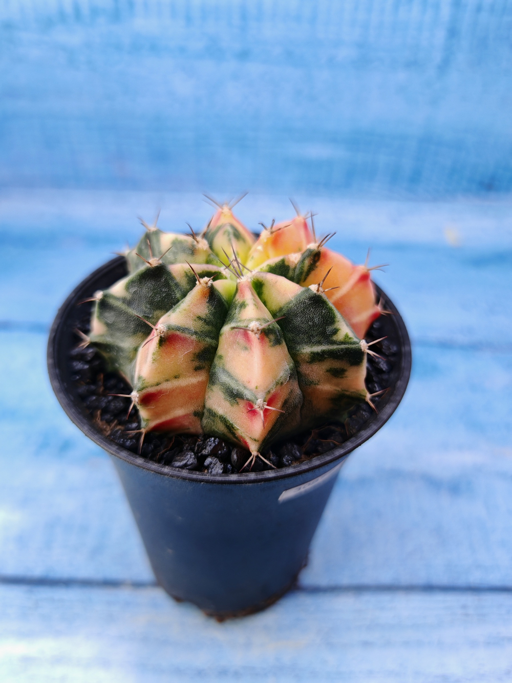 Gymnocalycium Variegata (Гимнокалициум Вариегатный)