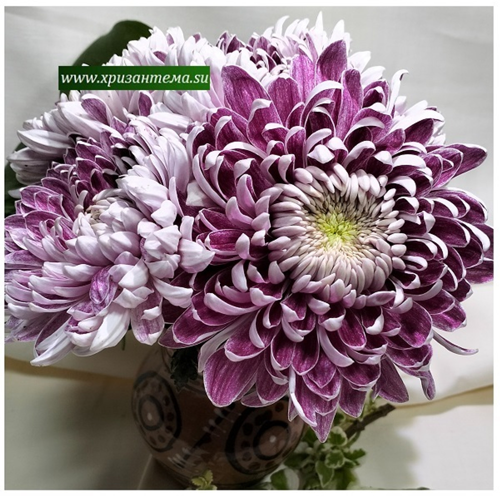 Glbert leigh purple ☘ о.74 (нет в наличии)