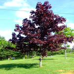 Клен остролистный Кримсон Сентри f69 300-320, 10-12