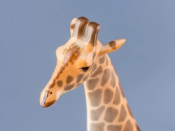 Скульптура Жираф с поднятой головой арт. 82.00986.00.1