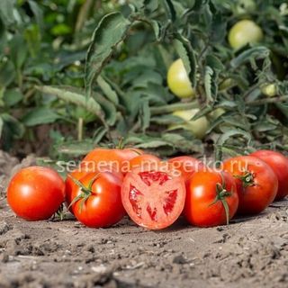 Томат Сагатан F1 1000 (семян)