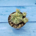 Euphorbia meloformis f. Variegated (Эуфорбия вариегатная)