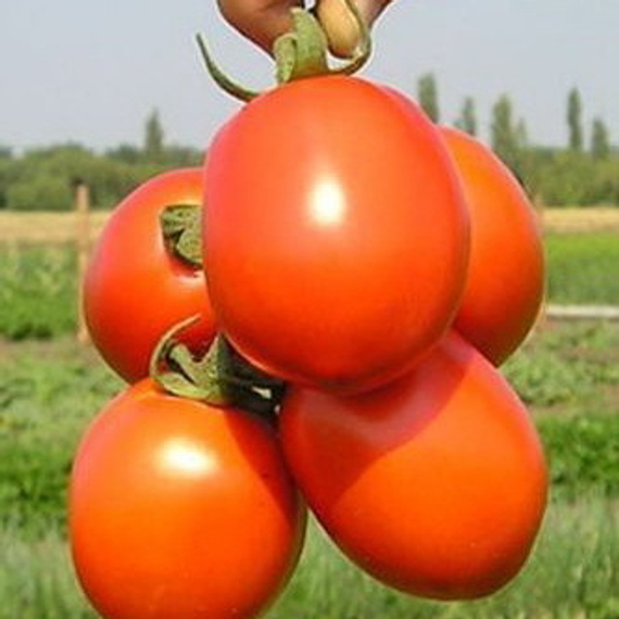 ФРИСКО F1 семена томата (Clause | Alexagro) – фото 1