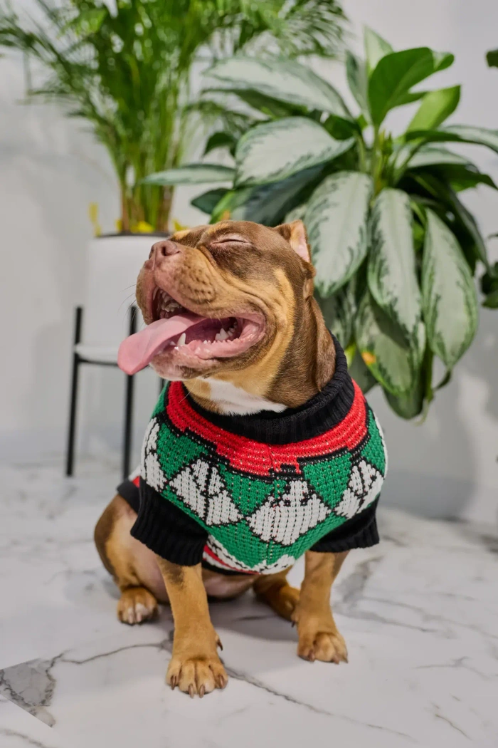 Для собачки