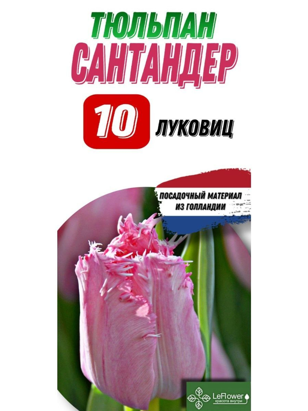 Тюльпан Луковица, Сантандер, 10шт