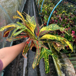 Кротон TRI NAMTOK