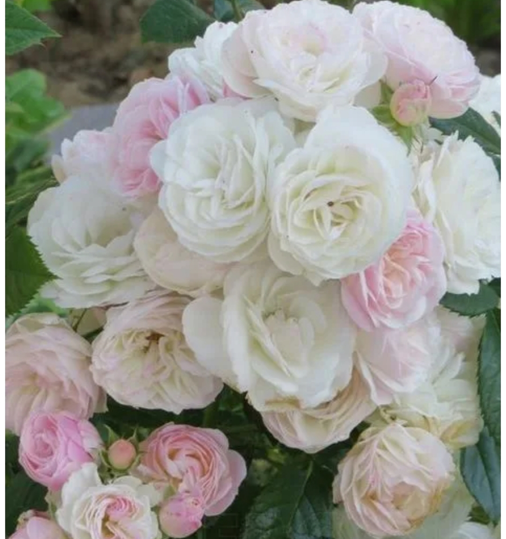 BOUQUET PARFAIT (LENBOFA) (Буке Парфе)